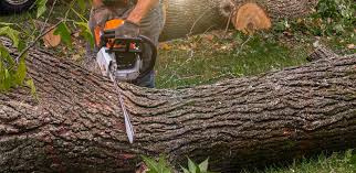 Trusted Marathon, FL Tree Services Experts