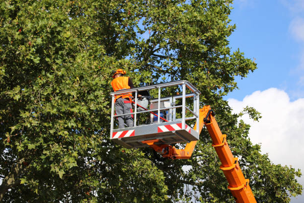 Best Tree Disease Treatment  in Marathon, FL